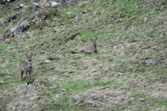 Rehgeiss mit Jährling