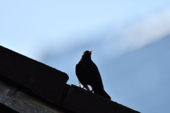 Amsel_03