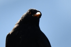 Amsel_04