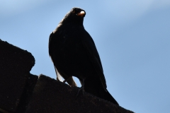 Amsel_postimage