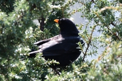 Amsel_postimage01