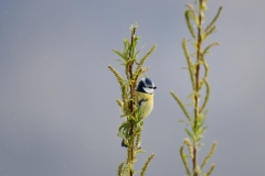 Blaumeise, mit sichtbaren Mücken im linken Bildbereich