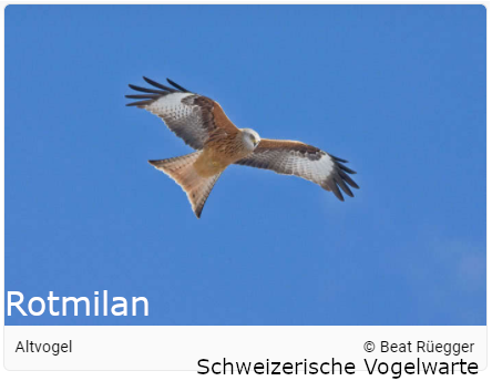 Rotmilan, Schweizerische Vogelwarte